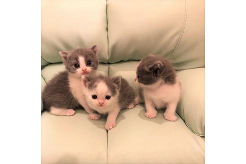 成約済の大阪府のブリティッシュショートヘア-5703の2枚目